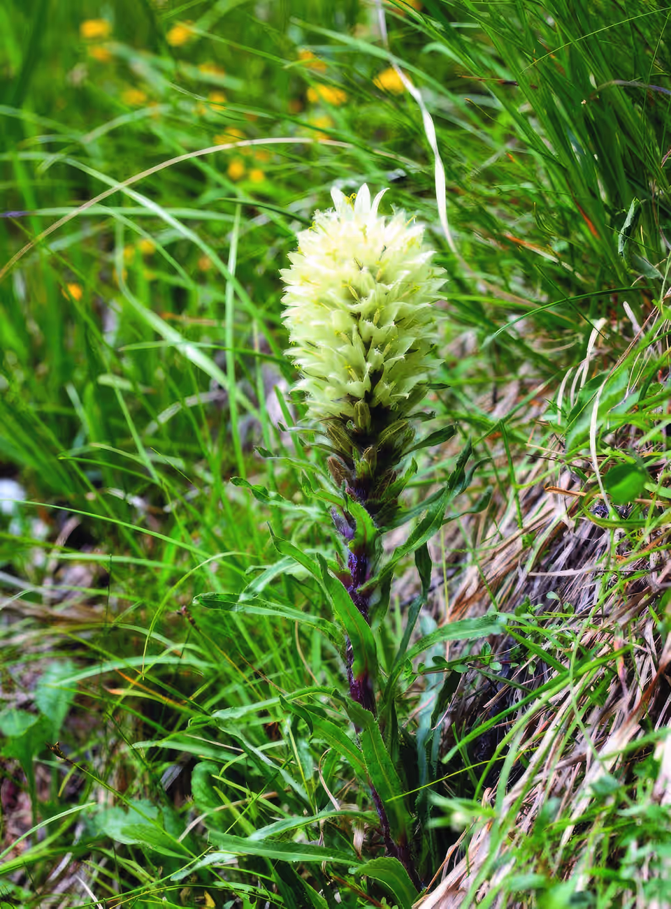 Campanula thyrsoides