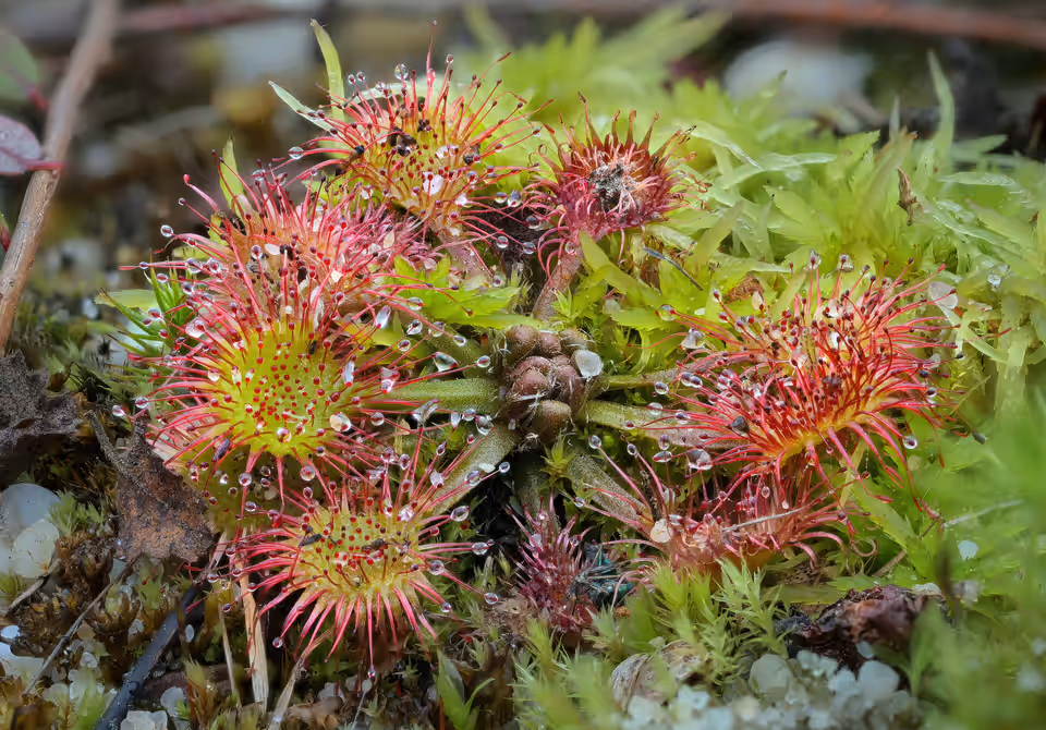Drosera rotundifolia
