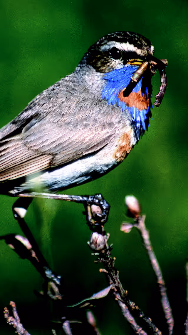 Pettazzurro orientale (Luscinia svecica)