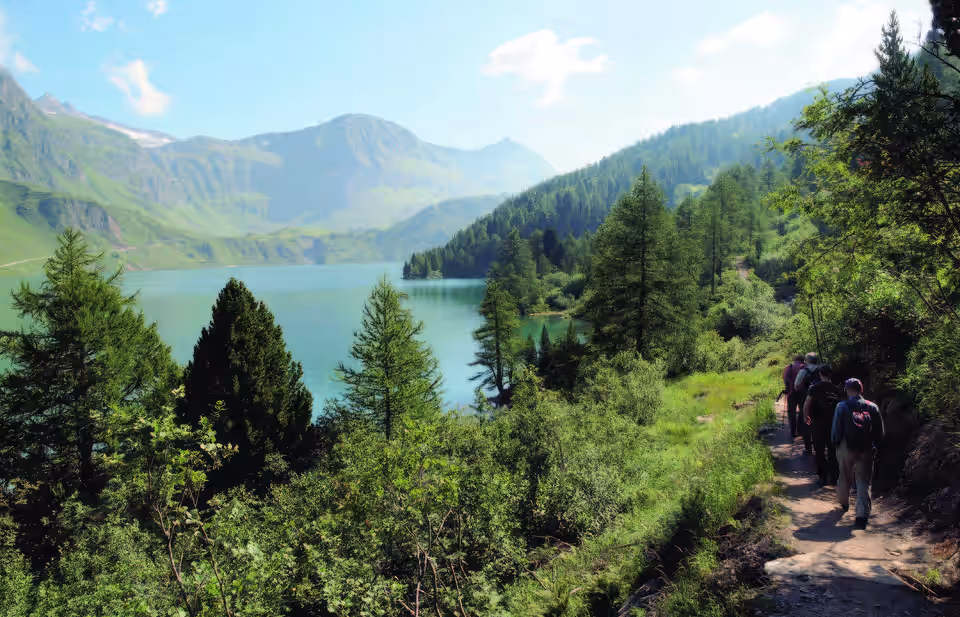 Pino cembro (Pinus cembra) e Larice