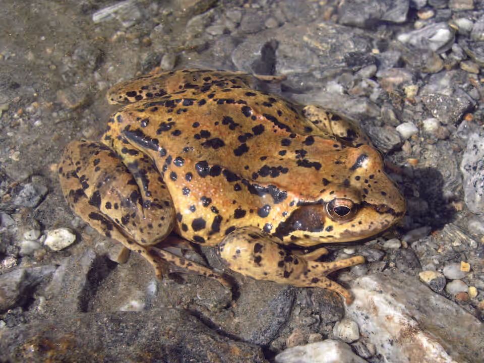 Rana rossa (Rana temporaria)
